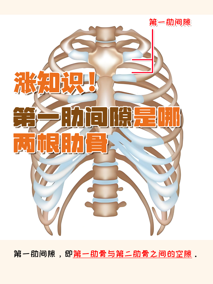 涨知识！第一肋间隙是哪两根肋骨