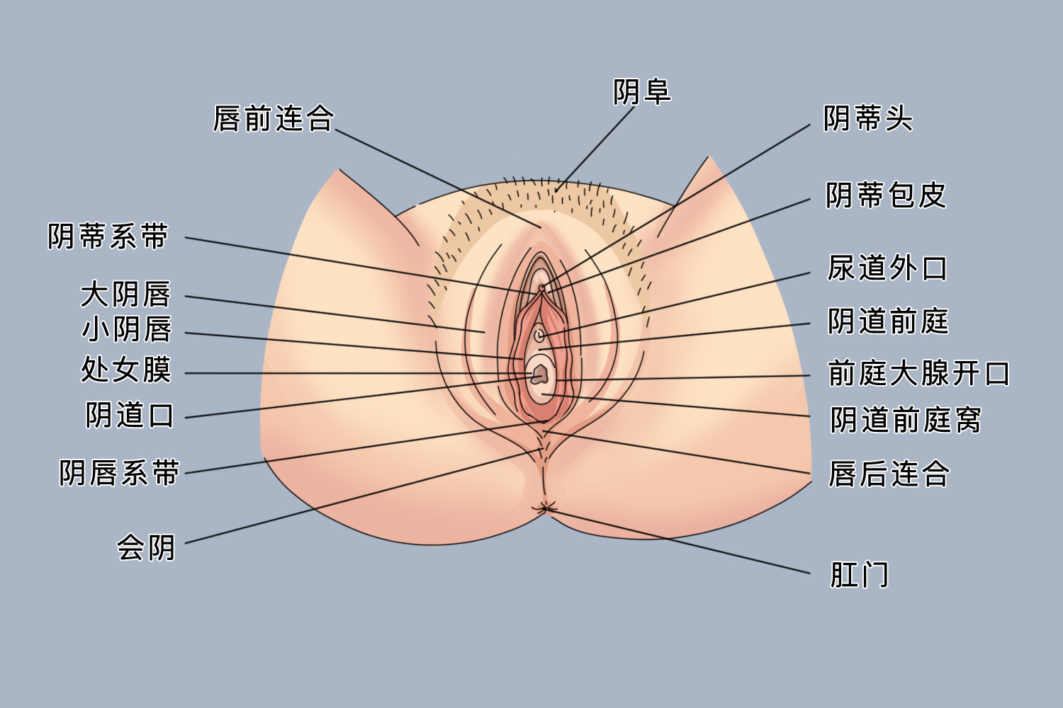 8岁女宝宝正常外生殖器图