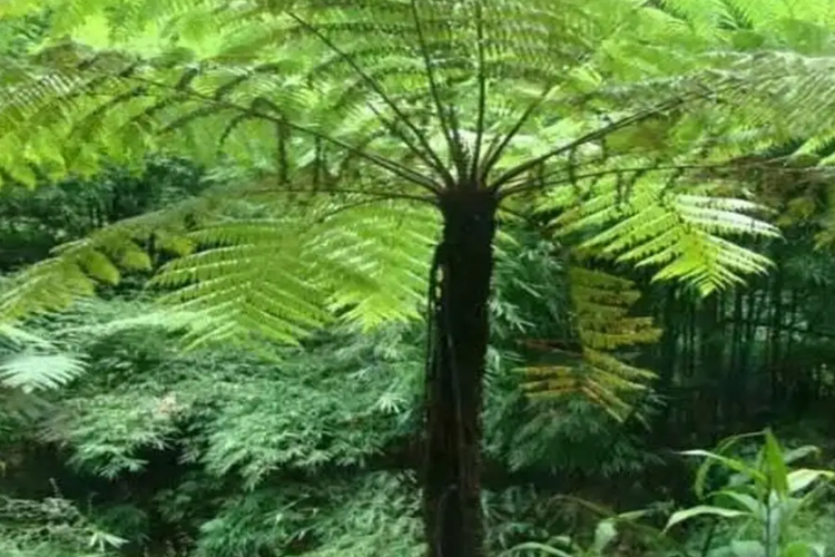 飞天蠄蟧植株外观图 飞天蠄蟧植株外观图
