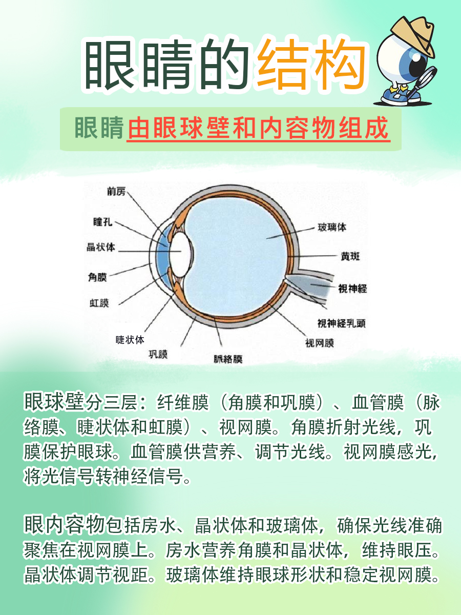 眼睛结构解读，带你了解视觉奥秘！