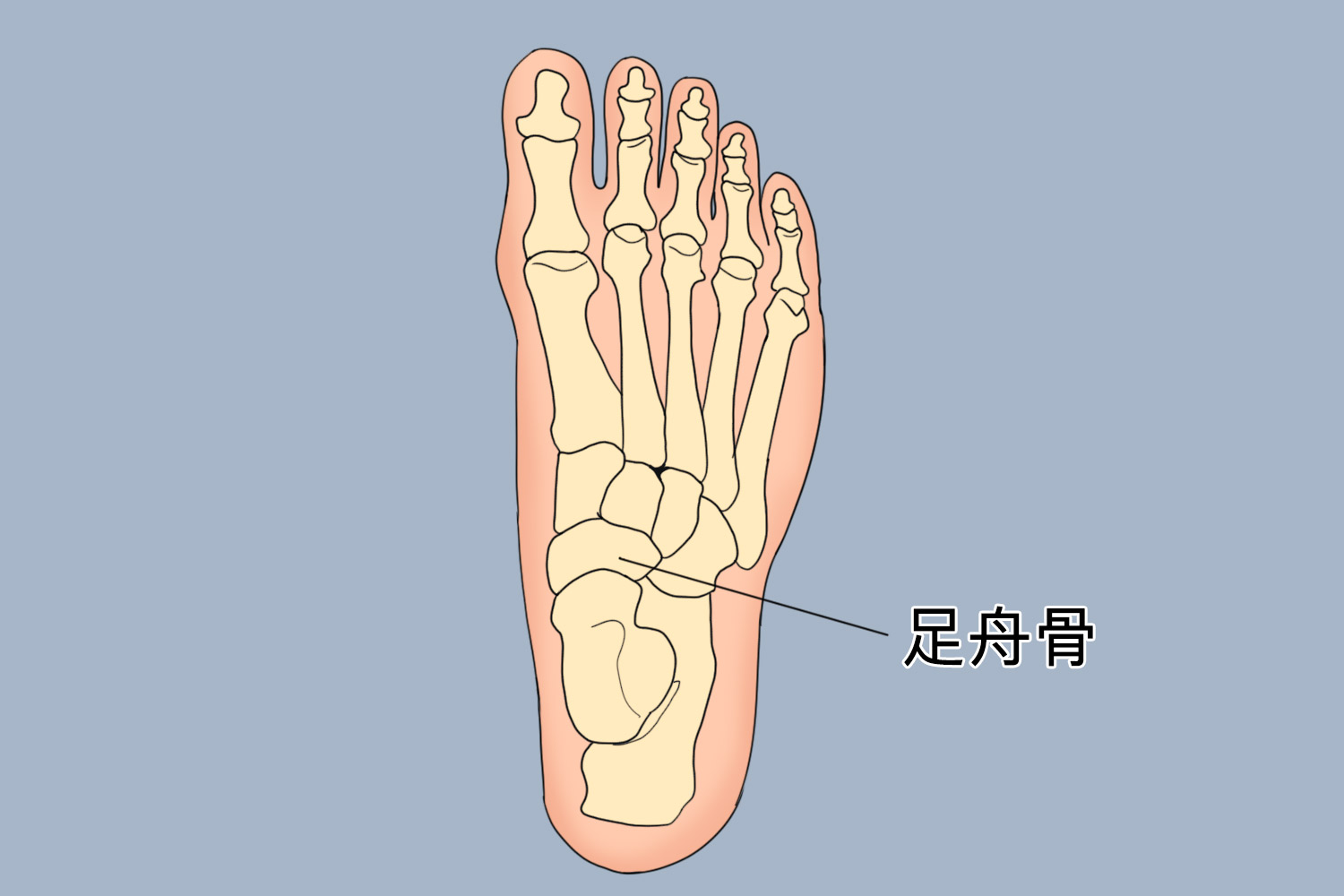 足舟骨在哪个位置图片图片