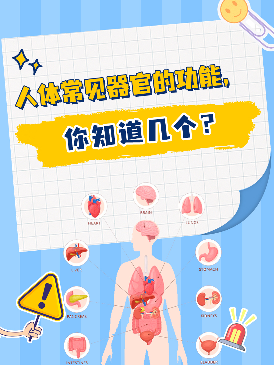 人体常见器官的功能,你知道几个?
