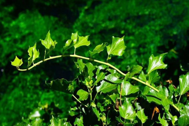 追风藤药材外观图