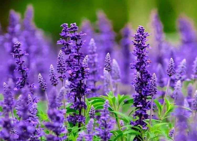 薰衣草.jpg