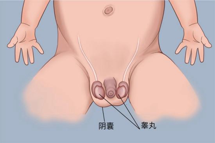 儿童睾丸一上一下正常图 儿童睾丸一上一下正常图