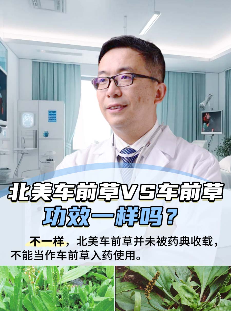 北美车前草VS车前草，功效一样吗？