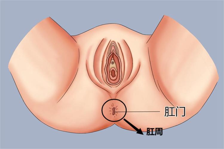 肛周图