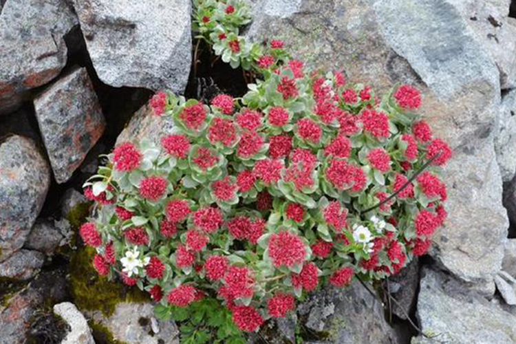 红景天植株图