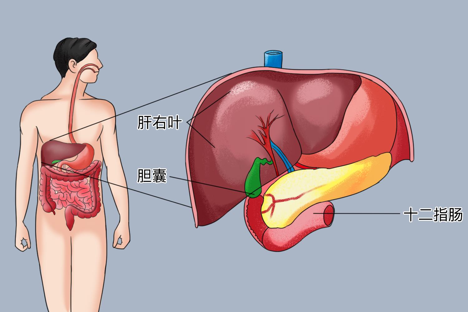 胆位置图