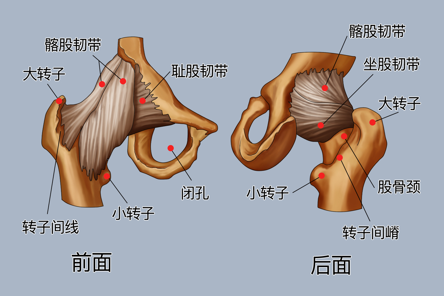 大转子在哪个位置图片