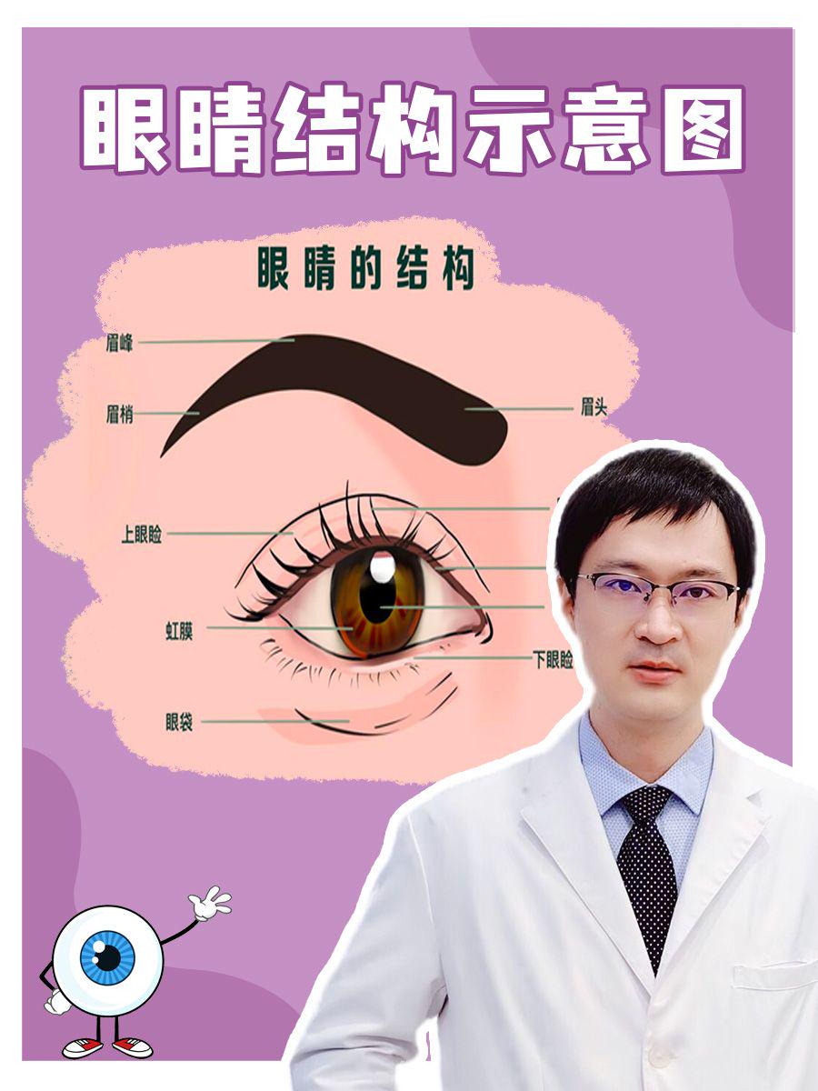 眼睛结构示意图