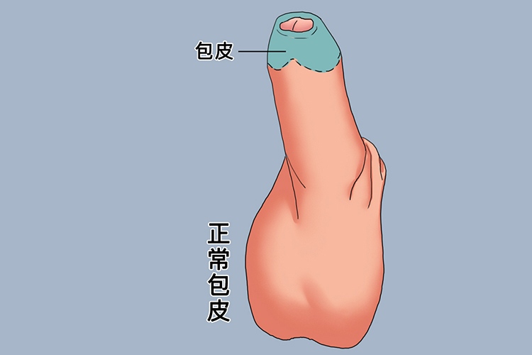 11岁男孩包皮正常图