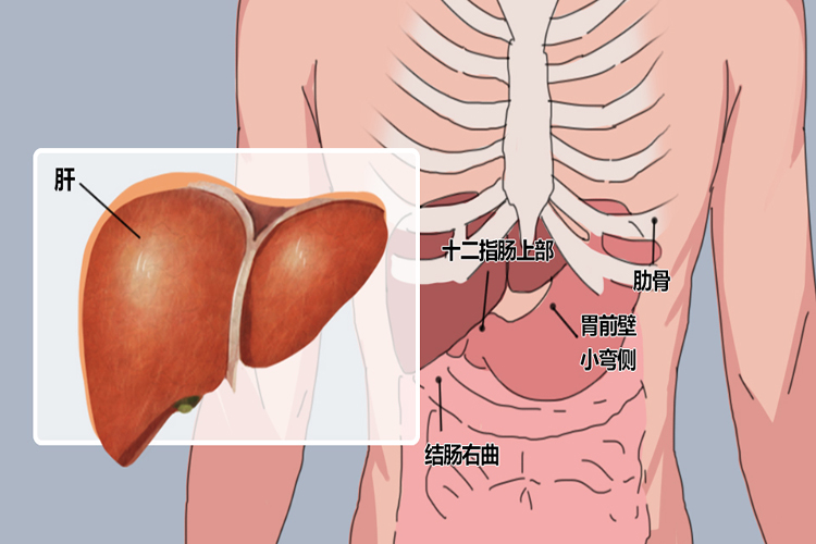 肝位置图