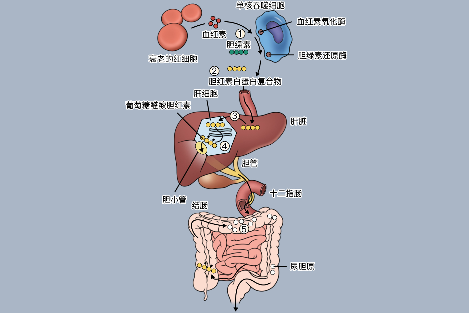 正常胆红素的代谢途径图片