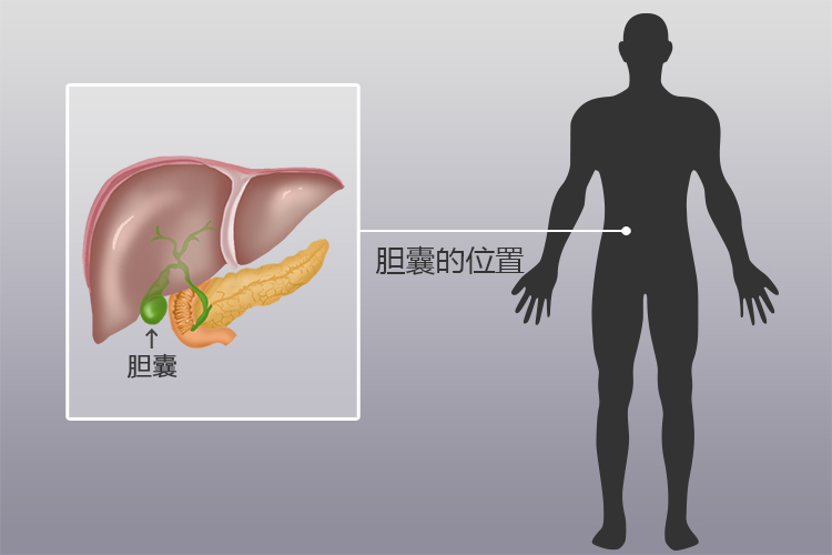 胆囊位置图 胆囊位置图