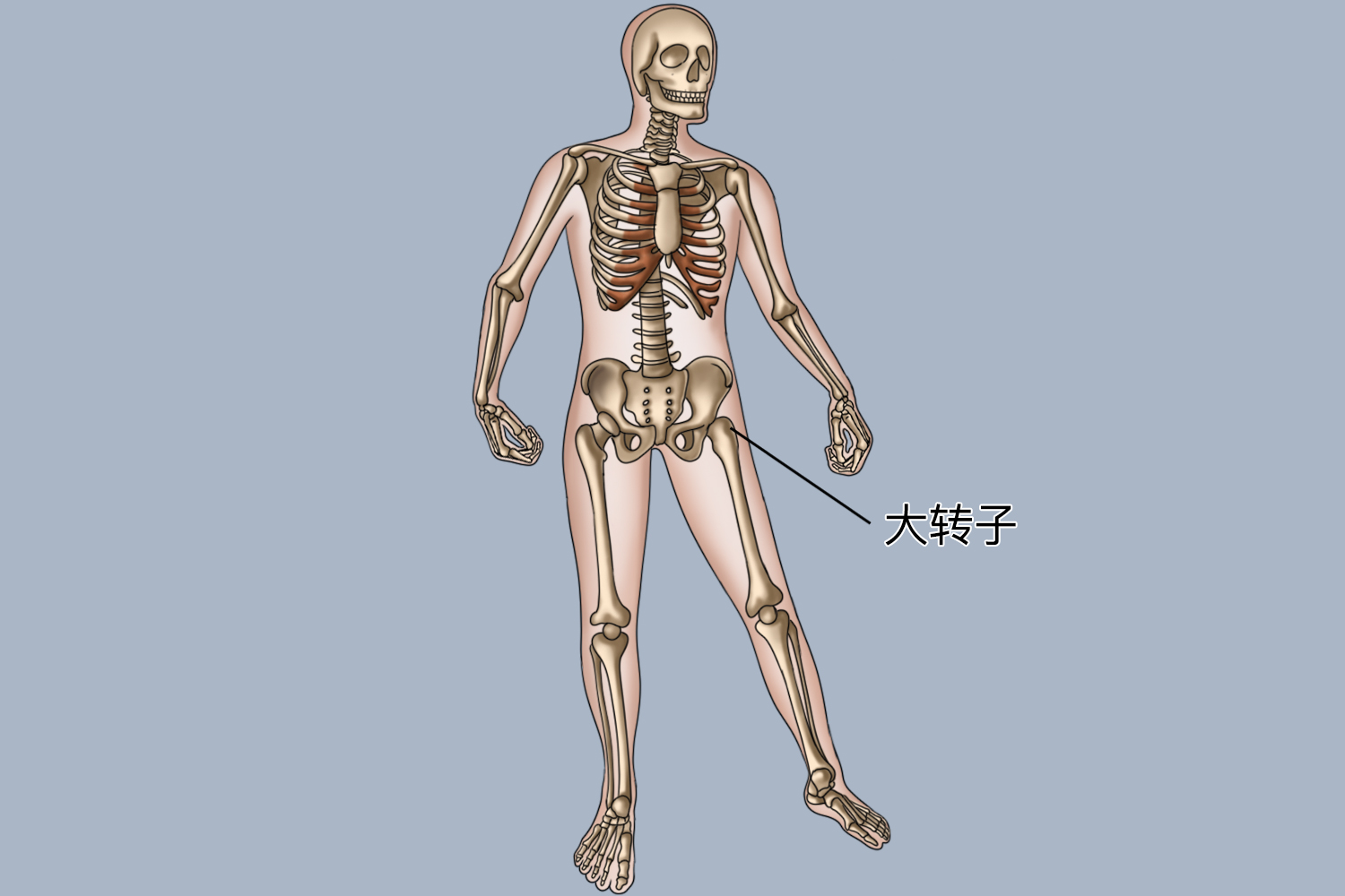 臀肌止点炎的位置图 臀肌止点炎的位置图