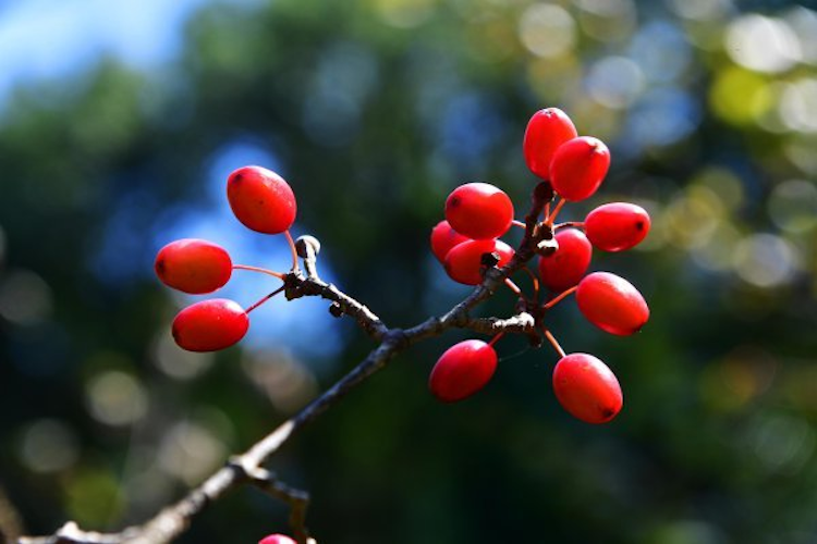 中药山茱萸图