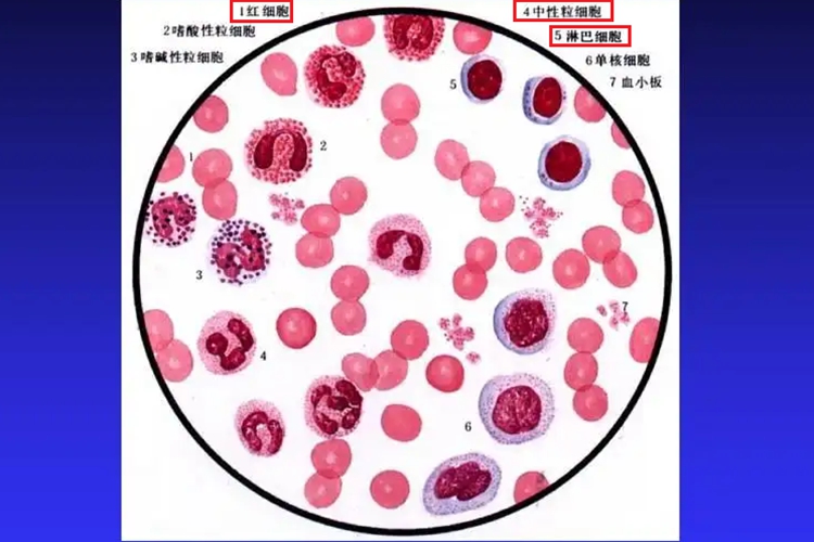 人血涂片示意图