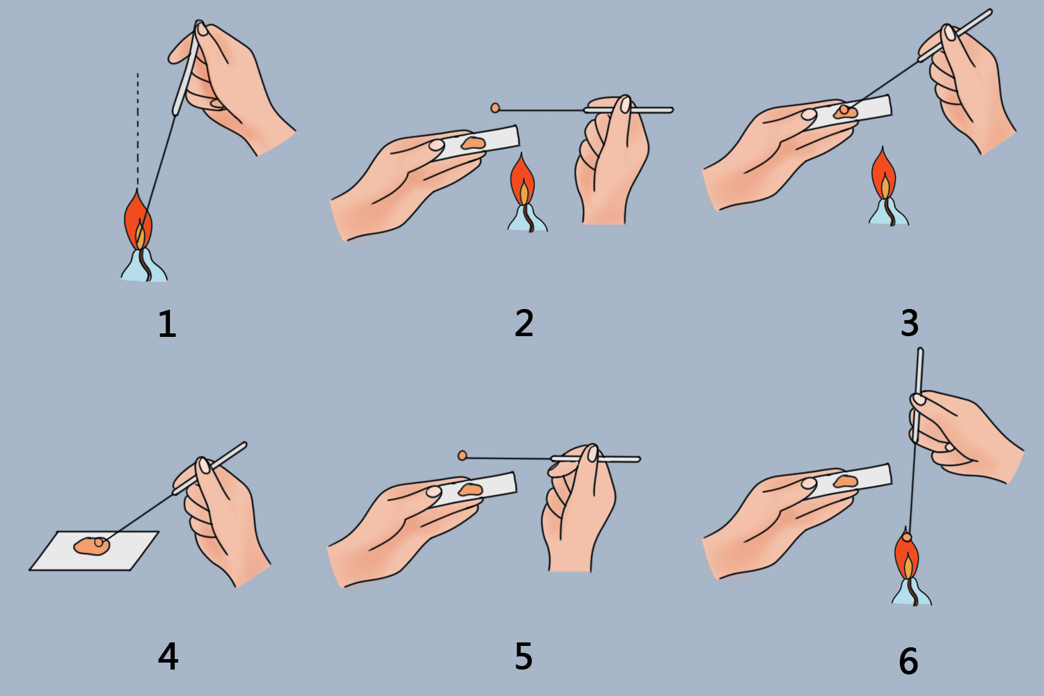 大肠杆菌单染色法图