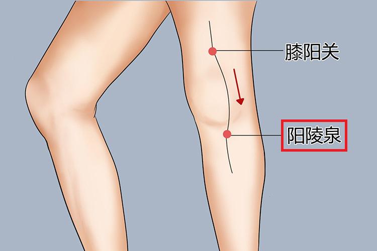 阳陵泉位置图 阳陵泉位置图