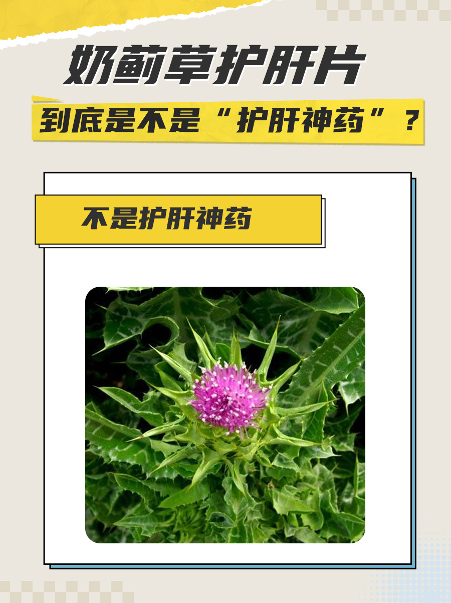 奶蓟草护肝片，到底是不是“护肝神药”？