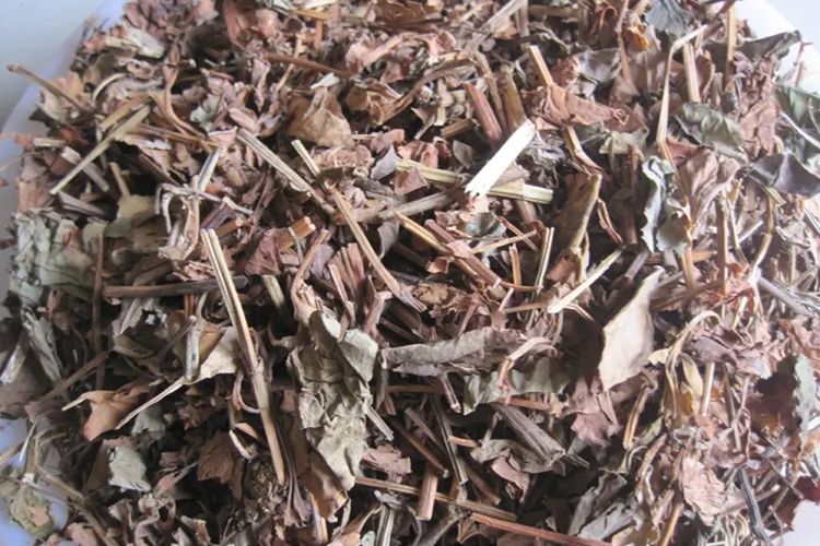 鱼腥草药材图 鱼腥草药材图