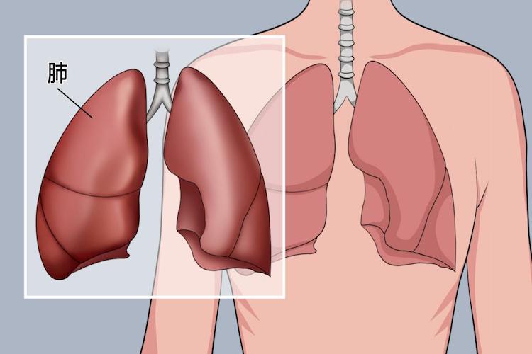 肺位置图