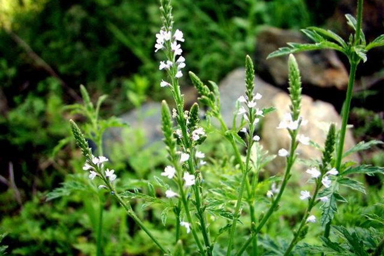 马鞭草原植物图