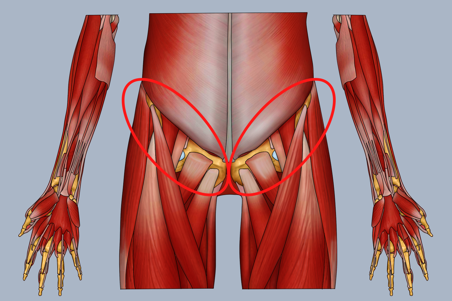 大腿根位置解剖图