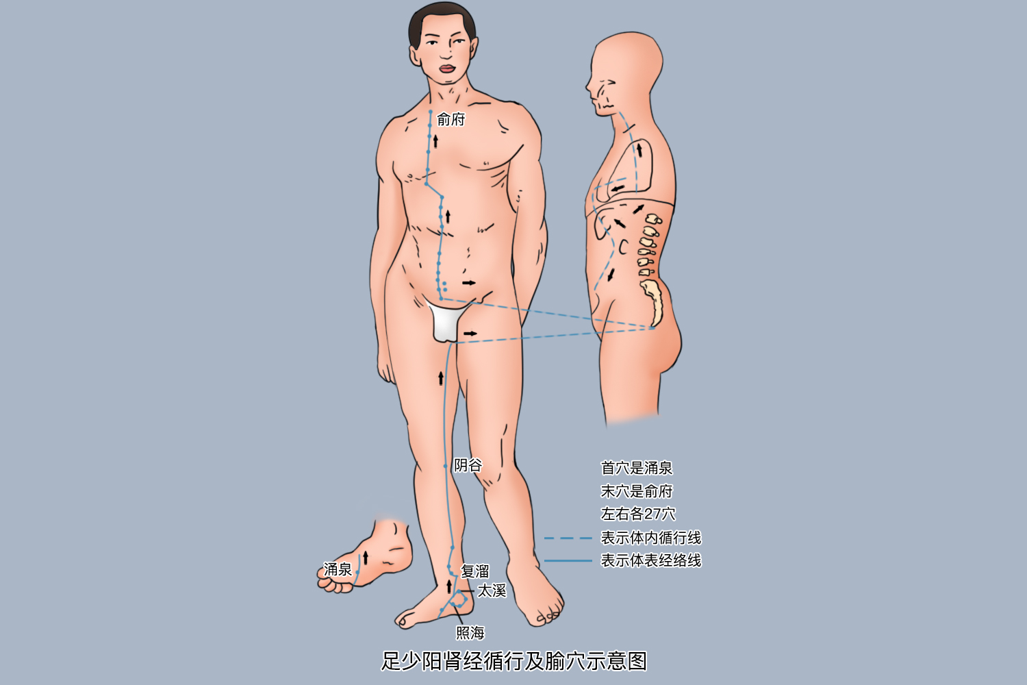 足少阴肾经图 足少阴肾经图