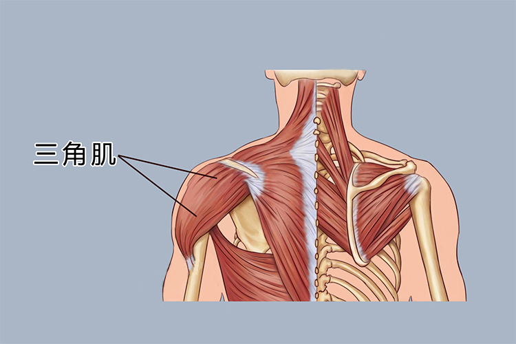 手臂三角肌位置