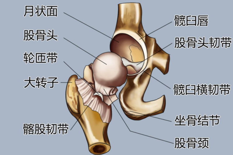 髋关节正面结构图