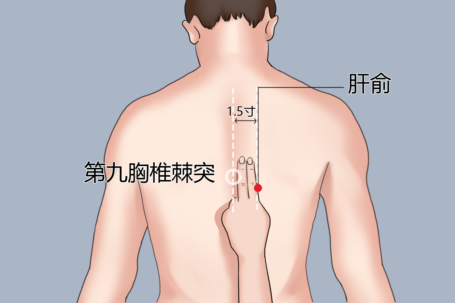 肝俞穴位置图 肝俞穴位置图