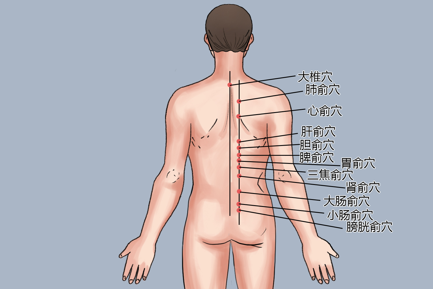 拔罐12个位置示意图