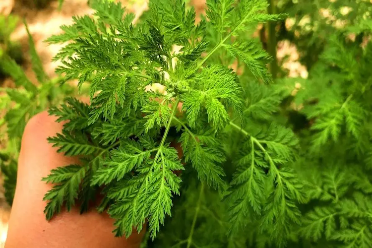 青蒿植株图 青蒿植株图