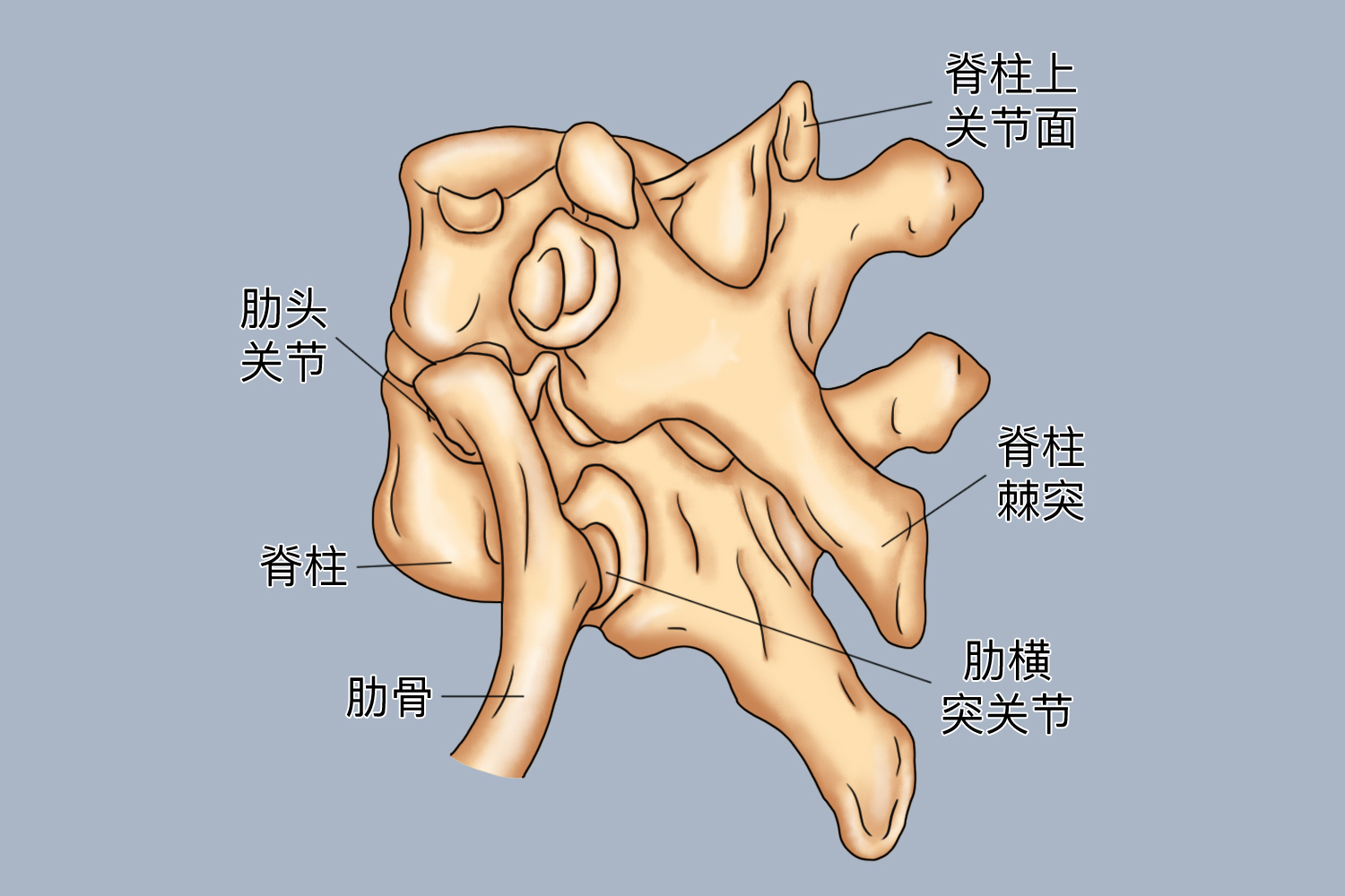 肋头关节图片图片