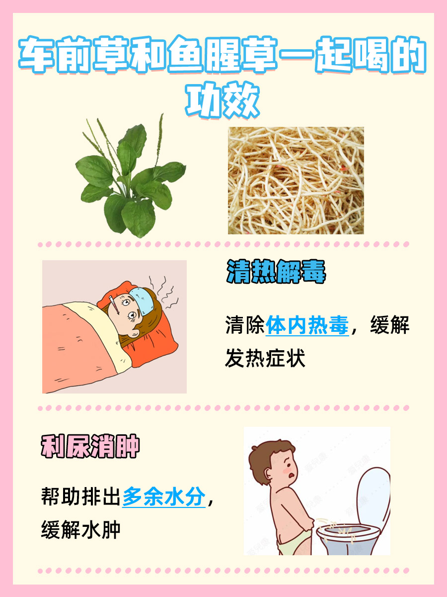 车前草搭配鱼腥草：联合饮用带来的健康益处。