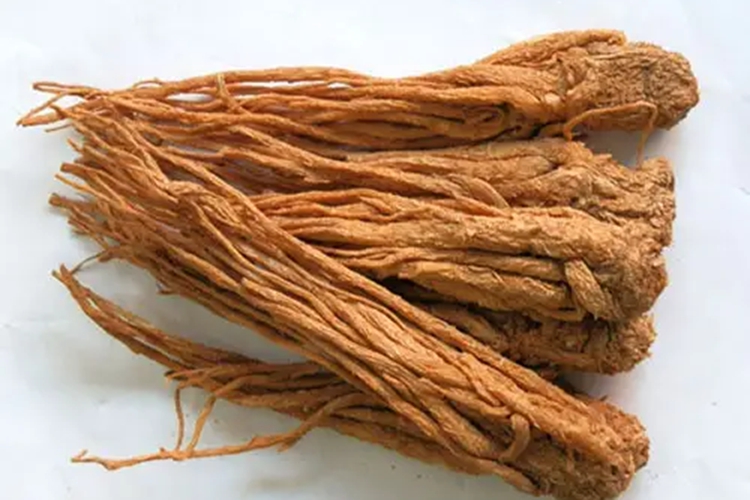 野生当归药材图