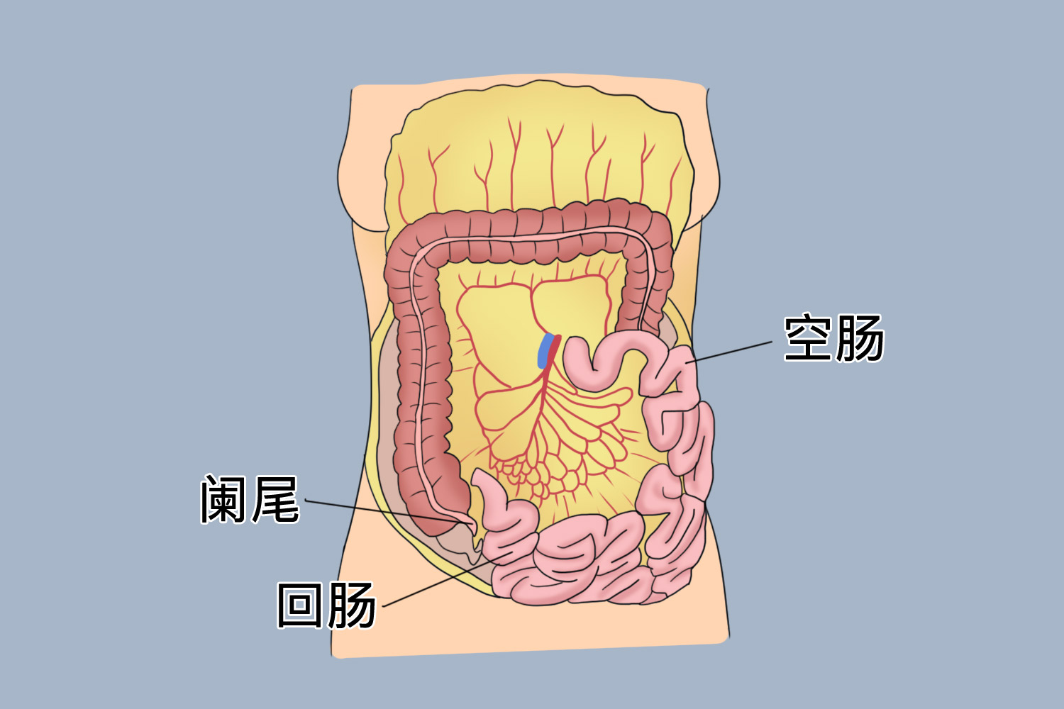 腹膜外位器官位置示意图
