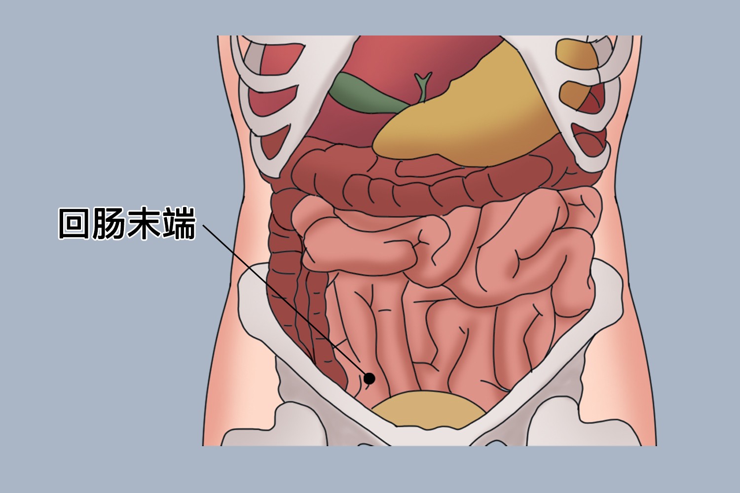 回肠位置图