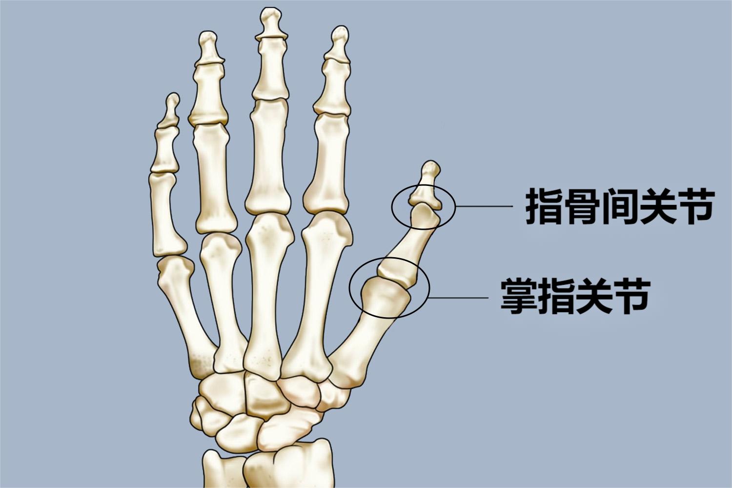 大拇指关节结构图 大拇指关节结构图
