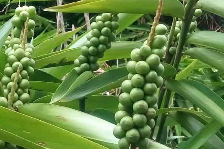 益智仁植株图 益智仁植株图