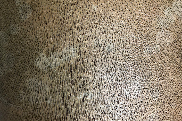 初为群集性红色小丘疹,可向四周扩大成圆形或椭圆形,上覆灰白色鳞屑