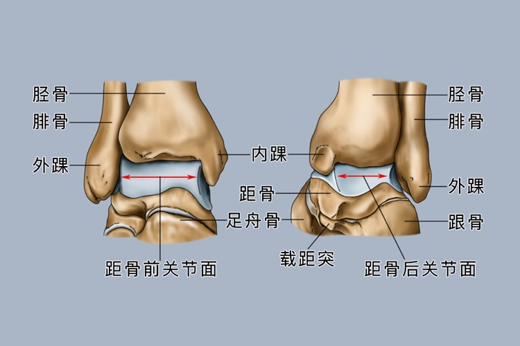 脚内踝位置图