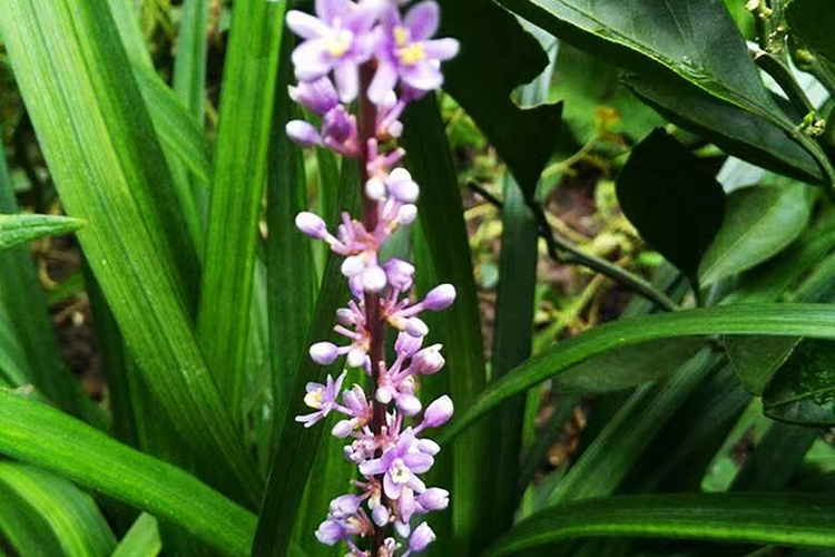 麦冬花图 麦冬花图