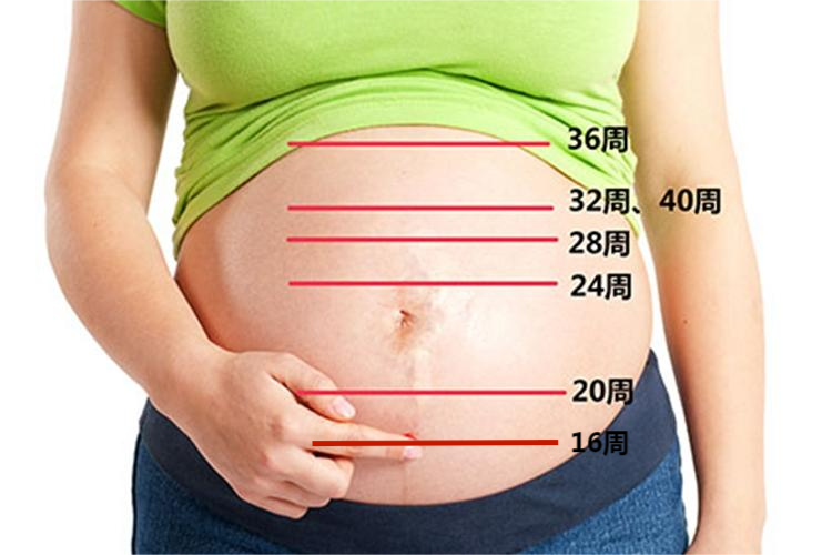 孕期宫底位置真人图