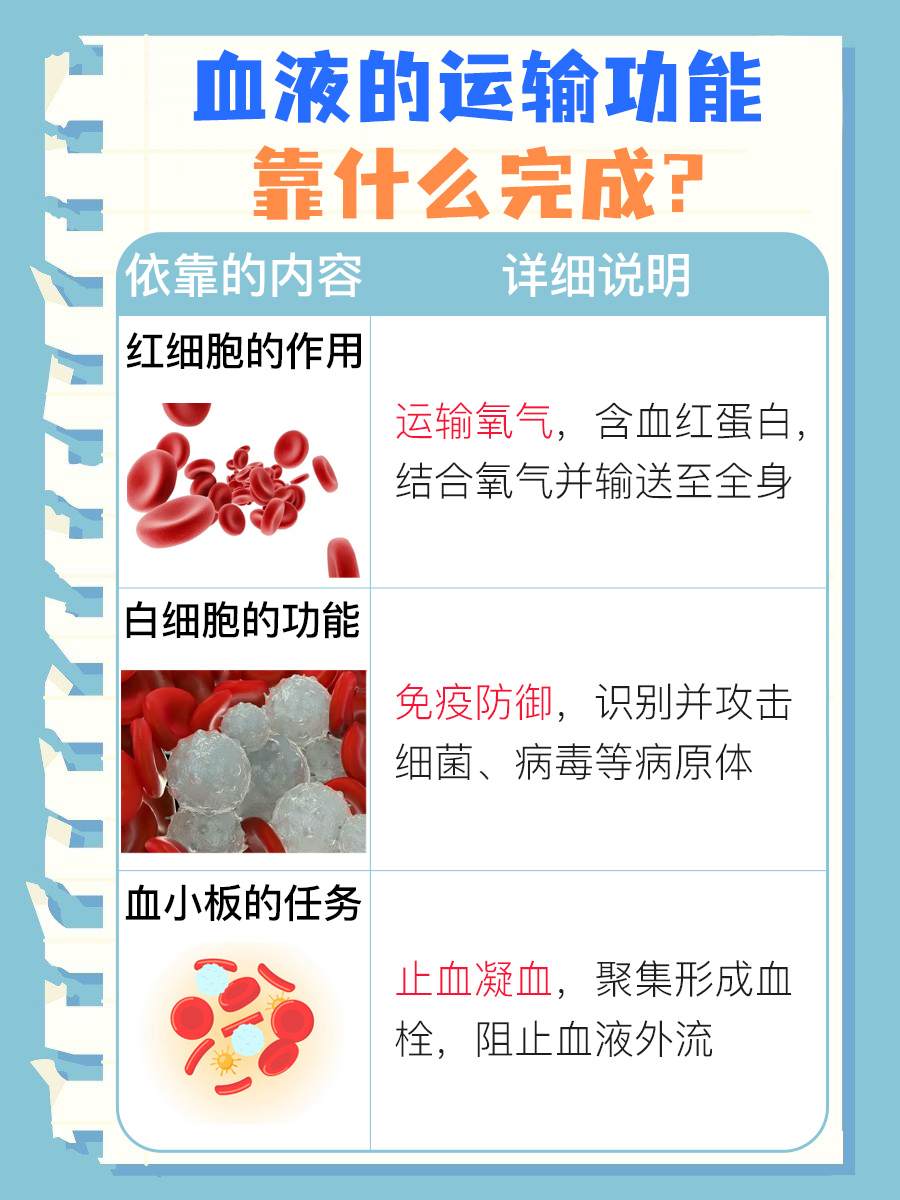 揭秘血液的运输功能,靠什么完成这一过程?