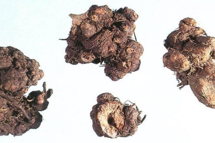 中药金荞麦图 中药金荞麦图