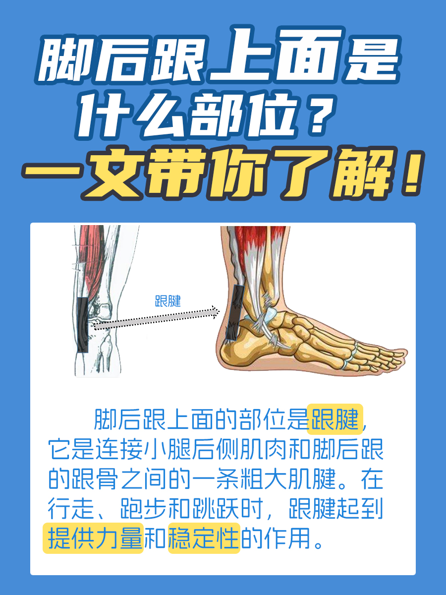 脚后跟上面是什么部位？一文带你了解！