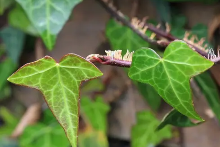 追风藤植株外观图